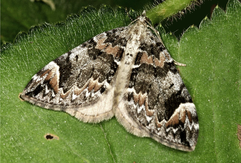 Geometridae: Dysstroma sp.